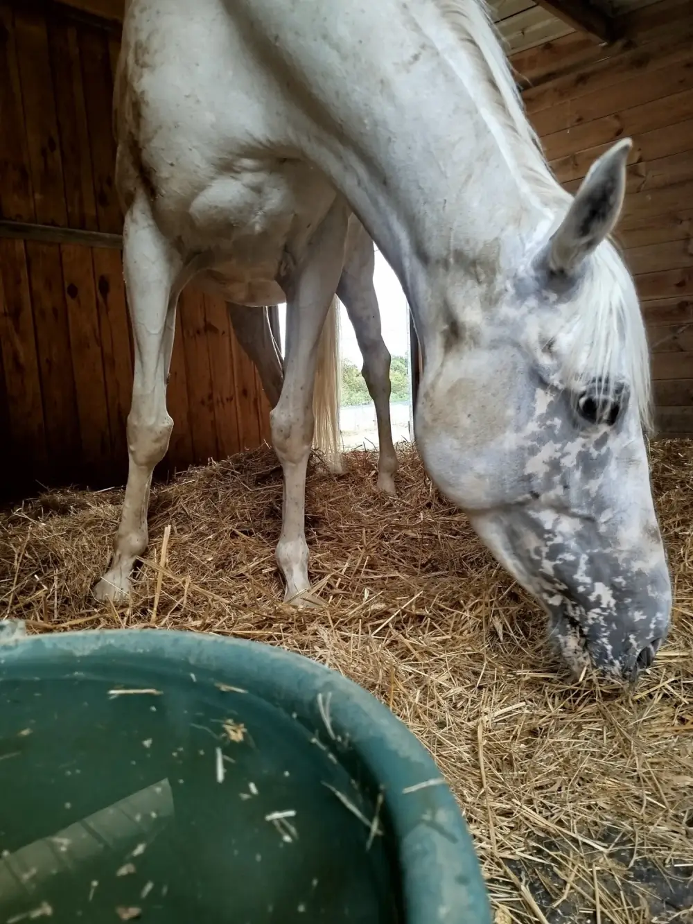 pension pour chevaux (6)