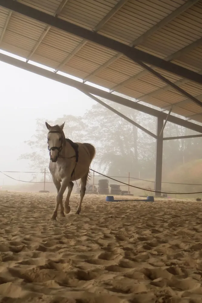 travail du cheval (6)