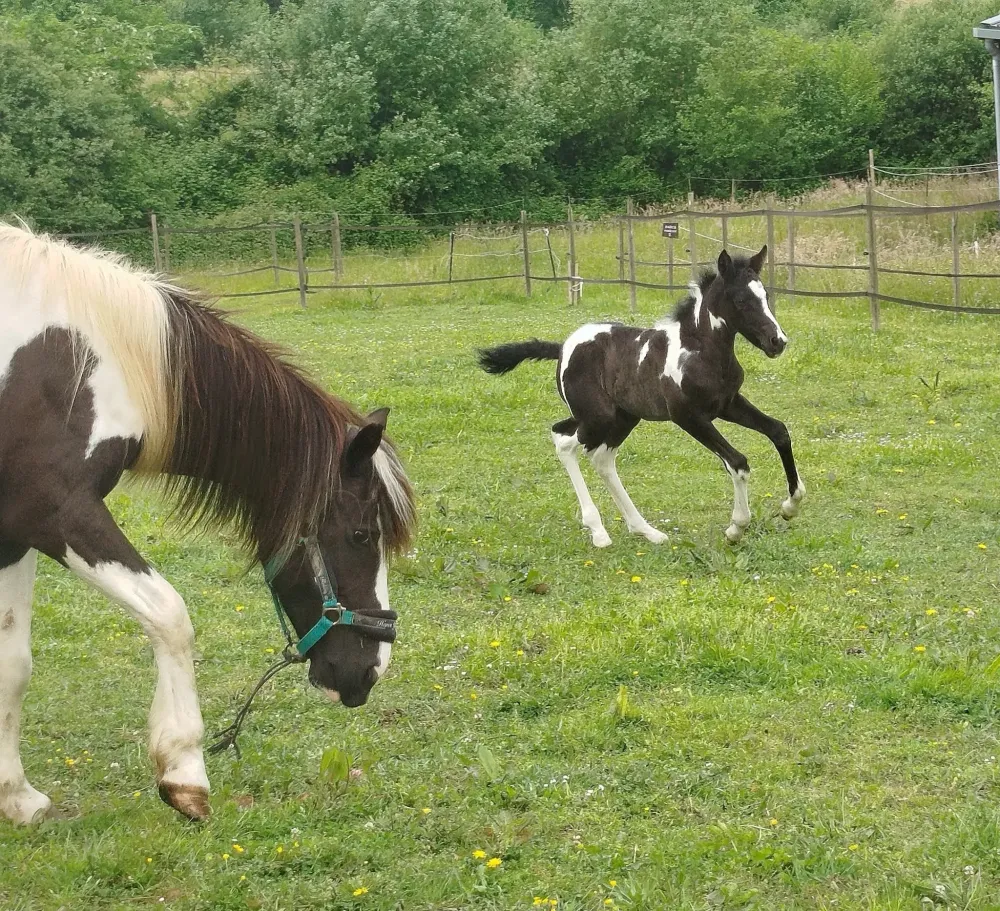 naissance d'un poulain (5)