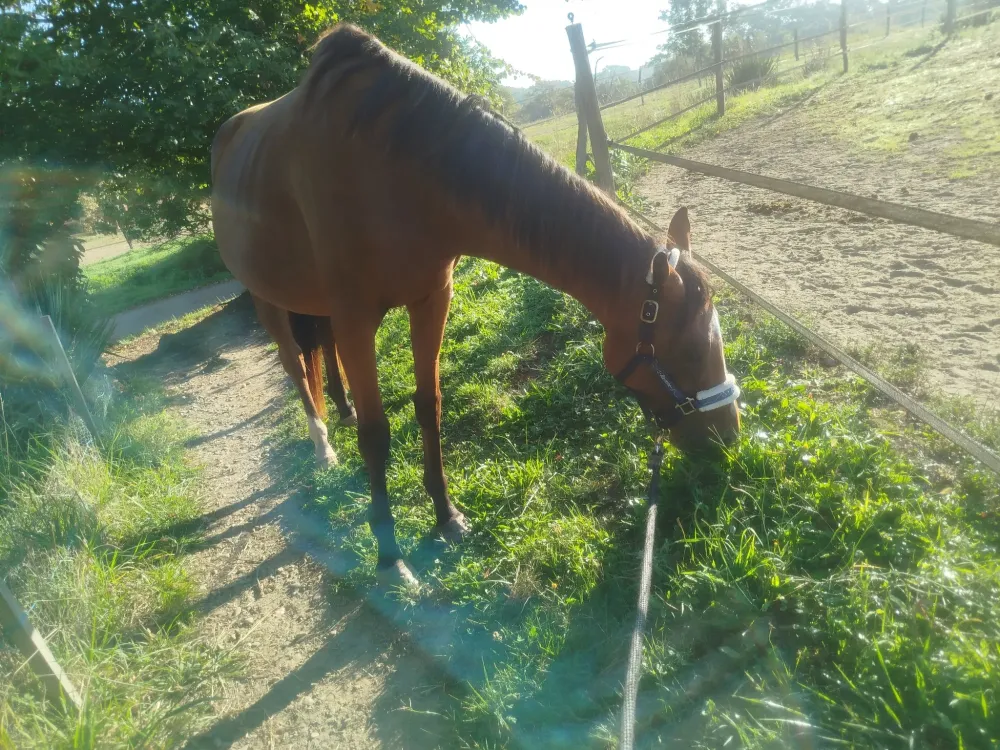 pension pour chevaux (3)