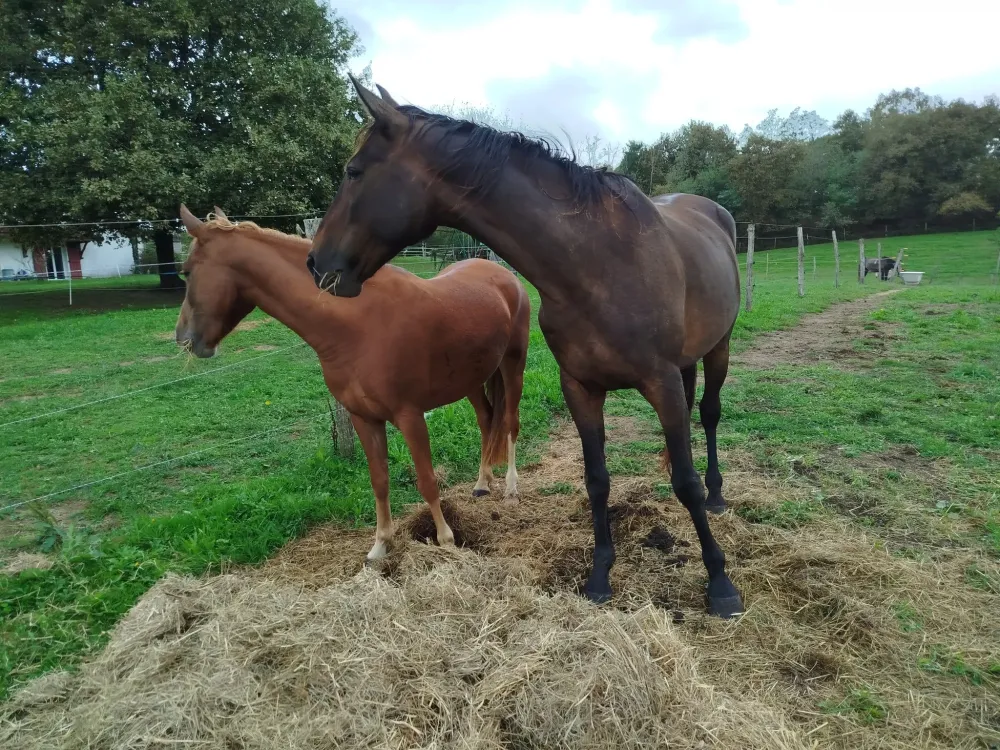pension pour chevaux (5)