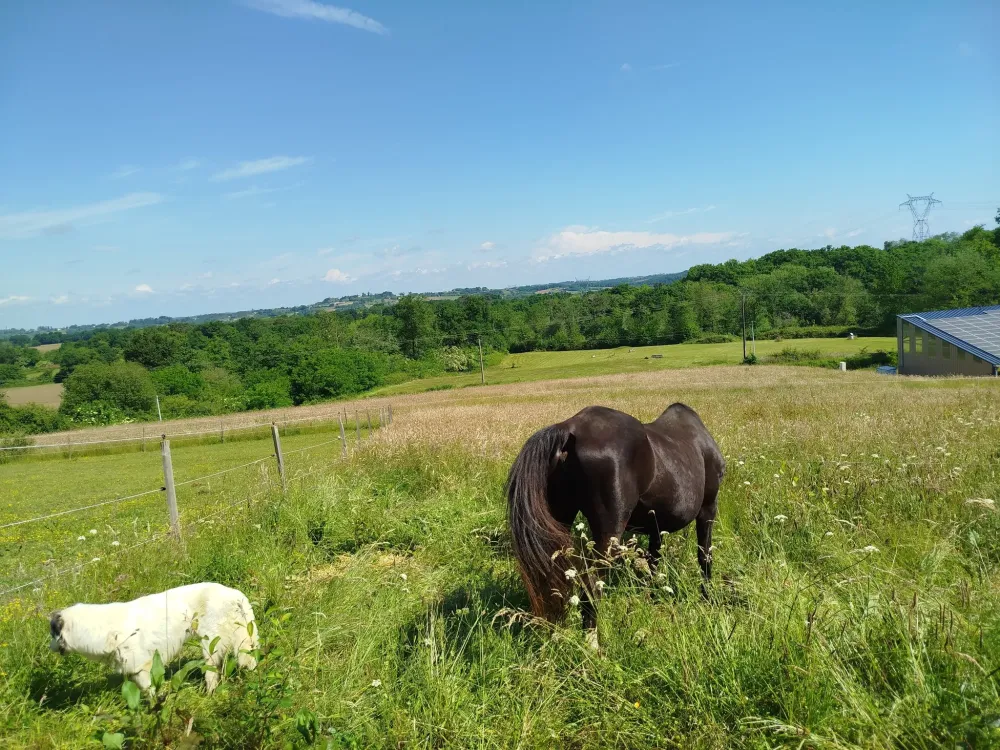 pension pour chevaux (8)