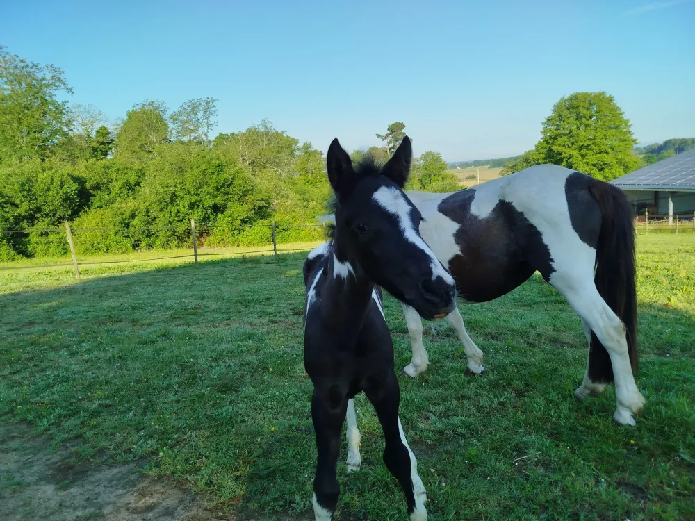 naissance d'un poulain (2)