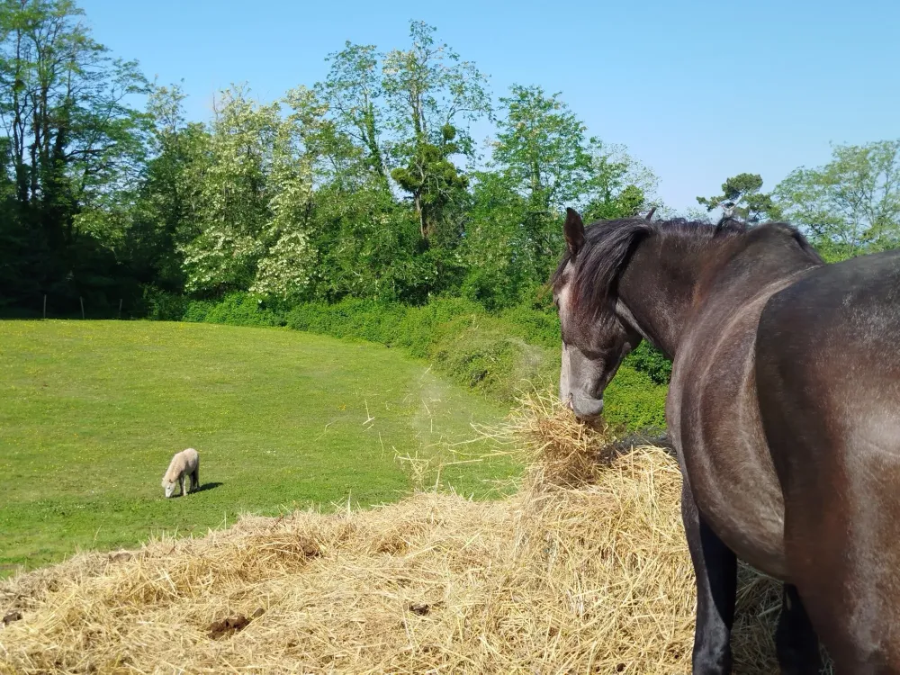 naissance d'un poulain (4)