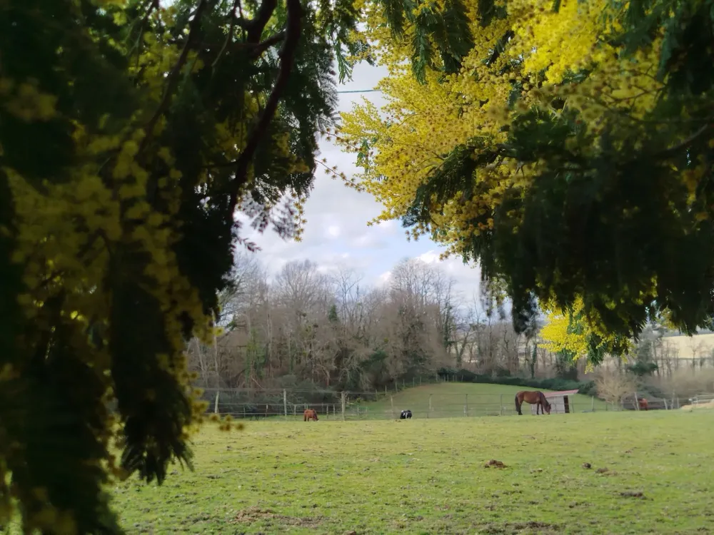 pension pour chevaux (6)