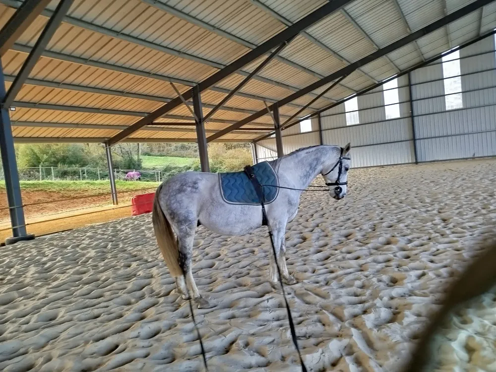 travail du cheval (1)