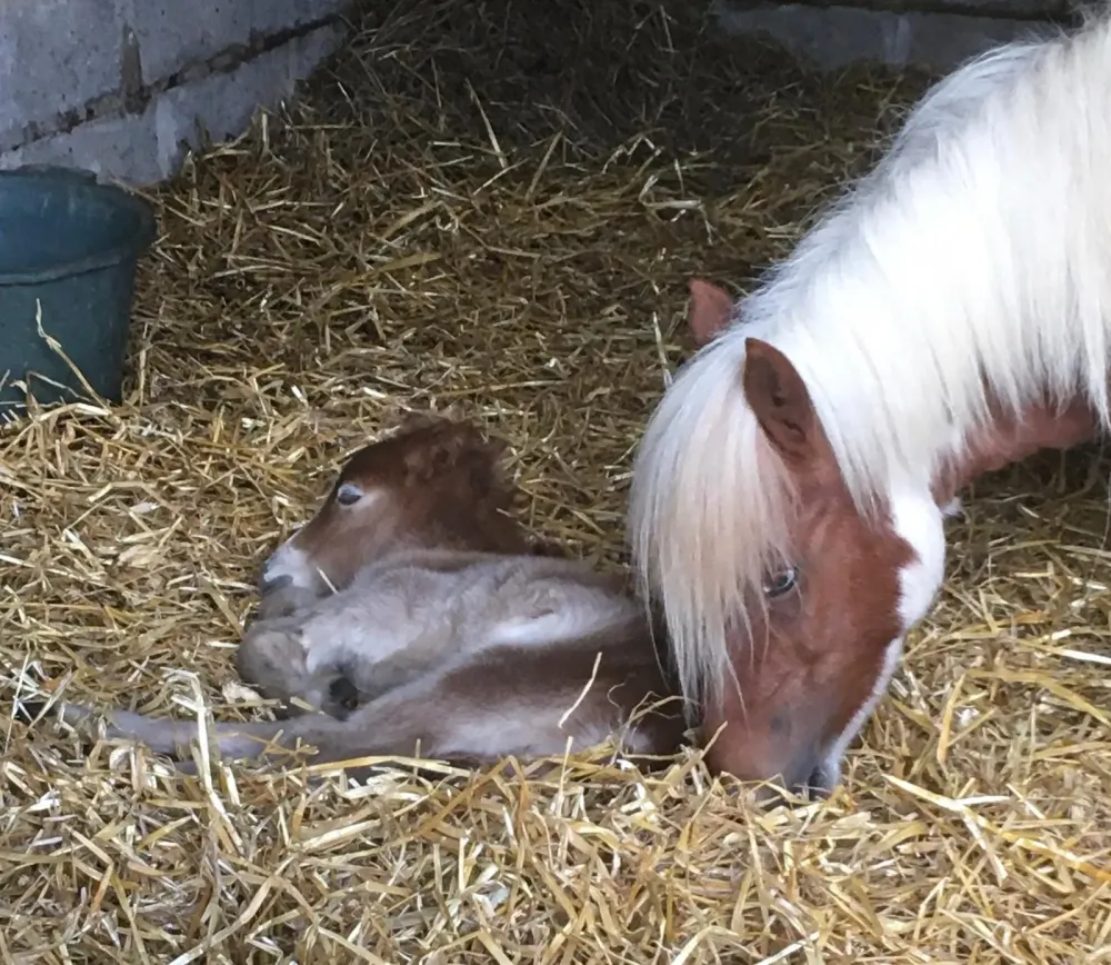 naissance de poulain